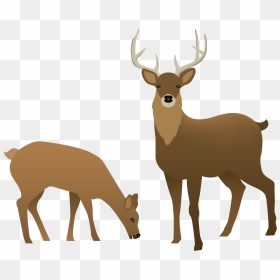 Buck Clipart Transparent Background, HD Png Download - deer antlers png