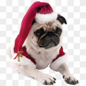 Pug Head Png - Christmas Dog Transparent Background, Png Download - dog head png