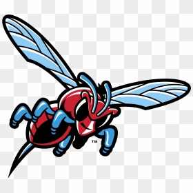 Delaware State University Hornets Logo, HD Png Download - hornet png