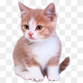Bengal Cat Kitten Puppy Dog Cuteness Cute Cat Vector - Cute Cat Transparent Background, HD Png Download - cat vector png