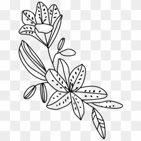 Bougainvillea Drawing Line - Rosa Glauca, HD Png Download - bougainvillea png