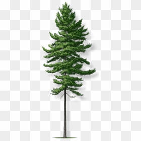 White Pine Transparent, HD Png Download - old tree png