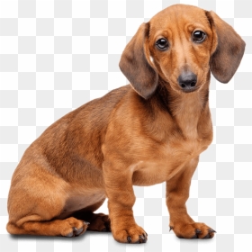 Transparent Dachshund Png, Png Download - dachshund png