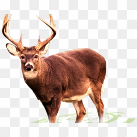 Deer Png Transparent Images - White Tailed Deer Png, Png Download - deer antlers png
