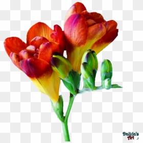 Makiskan 13 2 Flower - Freesia Flower Png, Transparent Png - orange flowers png