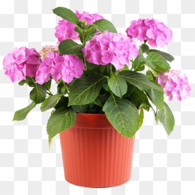 Thumb Image - Flowers In Pot Png, Transparent Png - flower plants png