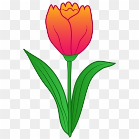 Pink And Orange Flower Stem Clipart Image Transparent - Tulip Clipart, HD Png Download - orange flowers png