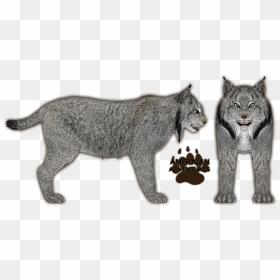 Lynx Png Download Image, Transparent Png - lynx png