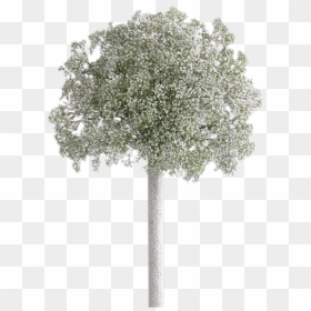 Transparent Baby Breath Png, Png Download - baby's breath png