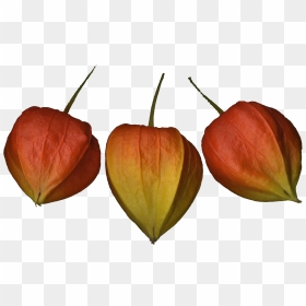 Chinese Lantern Flowers Png Photo Background - Tulip, Transparent Png - orange flowers png