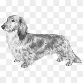 Dachshund Long Haired Fci148 - Long Haired Dachshund Drawing, HD Png Download - dachshund png
