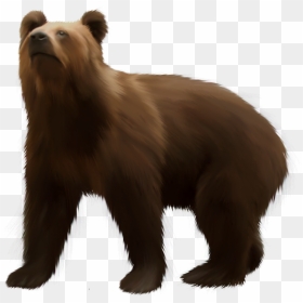 Bear Png Image - Brown Bear Png, Transparent Png - vhv