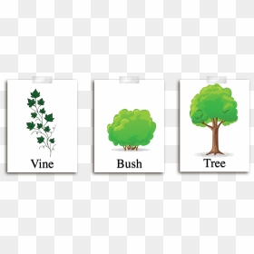 Describe Each Plant To The Students And Explain That - Describe Different Types Of Plants, HD Png Download - students walking png