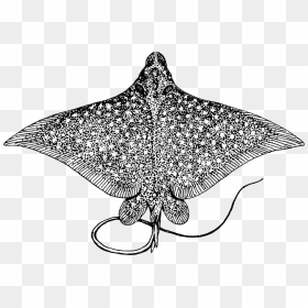 Manta Ray Clipart Transparent - Draw A Manta Ray, HD Png Download - ray png