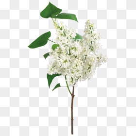 Lilac Png, Transparent Png - bougainvillea png