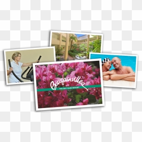Bougainvillea Retirement Village Neutral Bay Sydney - Bougainvillea Retirement Village, HD Png Download - bougainvillea png