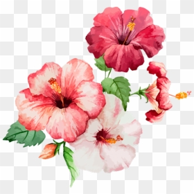 #flores #flower #flowers #rose #red #pink #green #plants - Flower Drawing With Watercolor, HD Png Download - flower plants png