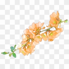 #png #pngs #transparent #transparents #sticker #stickers - Flower Overlays, Png Download - bougainvillea png