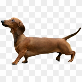 Transparent Dachshund Clipart Silhouette - Brown Weiner Dog Png, Png Download - dachshund png