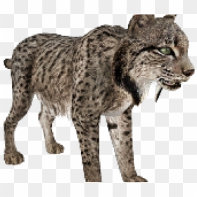 Lynx Png Transparent Images - Lynx, Png Download - lynx png