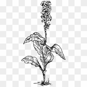 Black, Outline, Plants, Flower, White, Flowers, Plant, HD Png Download - flower plants png