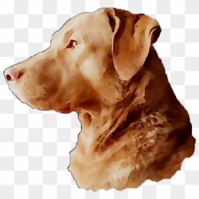 Labrador Breed Dog Gun Snout Retriever Clipart - Labrador Retriever, HD Png Download - gun clipart png