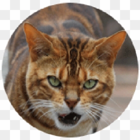 Tiger Head Png - Domestic Short-haired Cat, Transparent Png - tiger head png