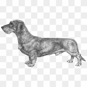 Wire Haired Dachshund Png, Transparent Png - dachshund png