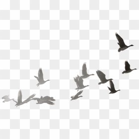 Goose Transparent Flock Dove - Flock Of Dove Png, Png Download - doves flying png