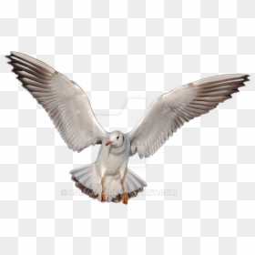 Gulls Png Hd - Icon, Transparent Png - doves flying png