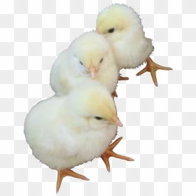 Transparent Baby Chick Png - Baby Chicken Transparent Background, Png Download - chick png