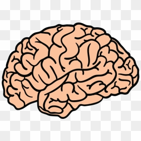 Http Www Feelingprettyremarkable Com - Brain Png, Transparent Png - brain.png