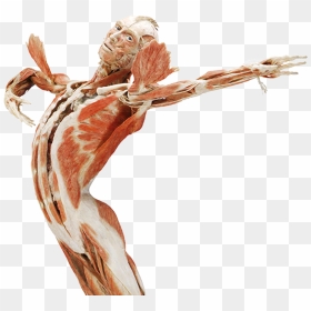 Body Worlds Amsterdam - Body Worlds, HD Png Download - human body png