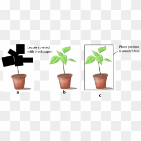 Figure Shows Three Potted Plants - Flowerpot, HD Png Download - potted plants png