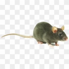 Transparent Mouse Animal Png - Transparent Background Cute Transparent Rat, Png Download - mouse animal png