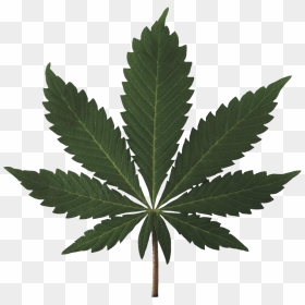 Cannabis Plant Png Image - Pot Leaf High Resolution, Transparent Png - potted plants png