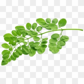 Daun Kelor Png - Transparent Moringa Leaf Png, Png Download - drum stick png