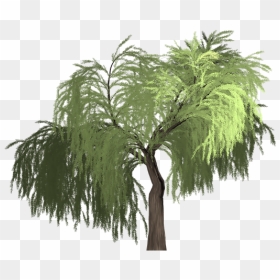 Desert Trees Transparent, HD Png Download - willow tree png