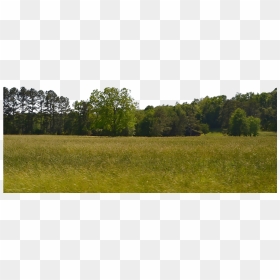 Background Trees Png - Background Of Trees Png, Transparent Png - forest background png