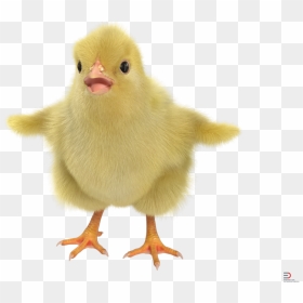 2 Chick With Fur Royalty-free 3d Model , Png Download - Duck, Transparent Png - chick png