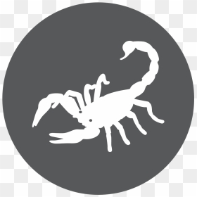 The Scorpion Brave And - Numeros Da Sorte Para Escorpião, HD Png Download - scorpio png