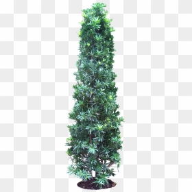 Podocarpus Png, Transparent Png - birch tree png