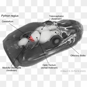 Ball Python Brain, HD Png Download - brain.png