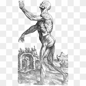 Standing,line Art,human Body - Vesalius De Humani Corporis Fabrica, HD Png Download - human body png