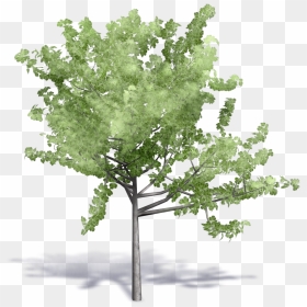 Image Result For Cadblock Birch Tree - Png Tree Revit, Transparent Png - birch tree png