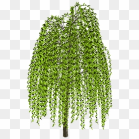Weeping Willow Tree Drawing Clip Art - Weeping Willow Tree House Drawings, HD Png Download - willow tree png