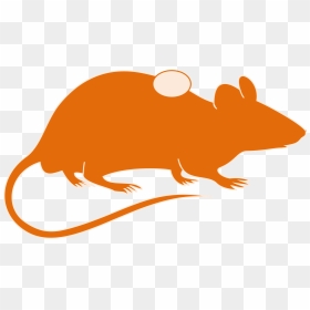 Mouse Brain Clipart, HD Png Download - mouse animal png
