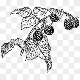 Transparent Raspberries Png - Raspberry Line Art Png Transparent, Png Download - raspberries png