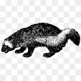 Muskrat Drawing Groundhog - Portable Network Graphics, HD Png Download - groundhog png