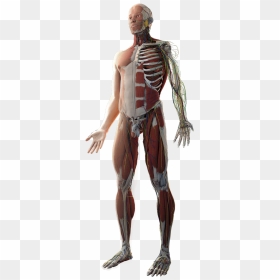 Body - Transparent Human Anatomy Png, Png Download - human body png